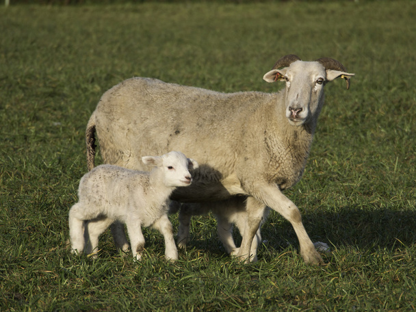 Овцы
 - Фото, изображение