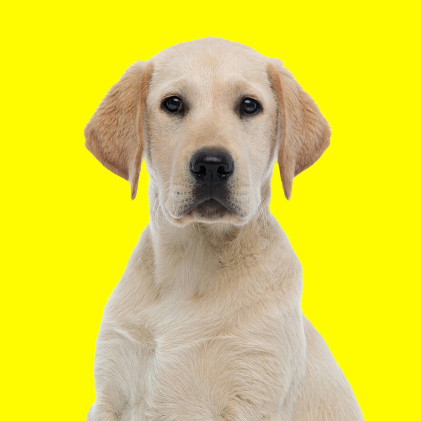 портрет милої собаки-лабрадора, що сидить і дивиться на жовтий фон  - Фото, зображення