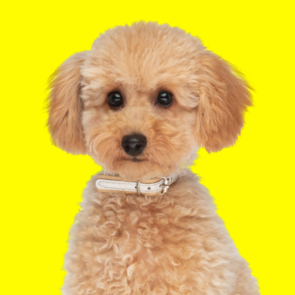 precioso perrito caniche con cuello sentado y mirando hacia adelante mientras se sienta delante de fondo amarillo - Foto, imagen