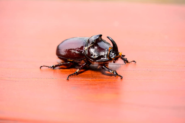 Macro photo of a brown rhinoceros beetle - Photo, Image