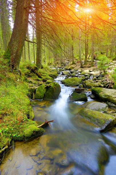 Горная река в лесу
 - Фото, изображение