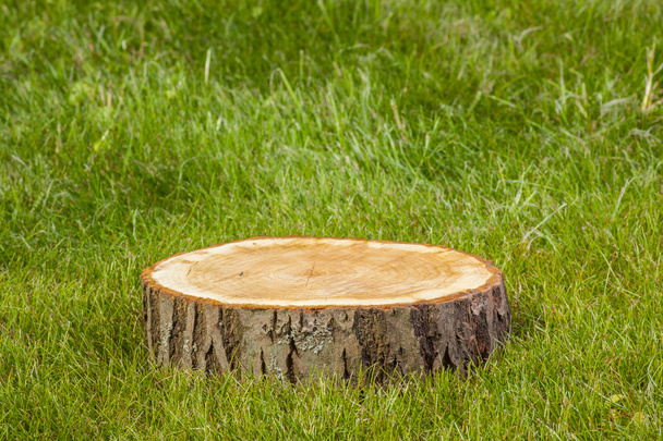 Tree stump on  grass - Foto, Imagem