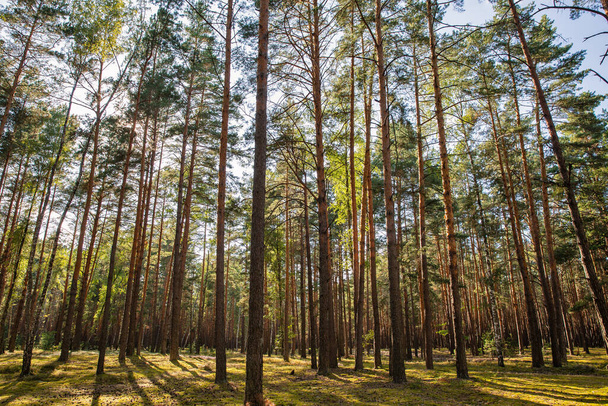 Pejzaż lasu sosnowego w słoneczny dzień na Ukrainie. - Zdjęcie, obraz