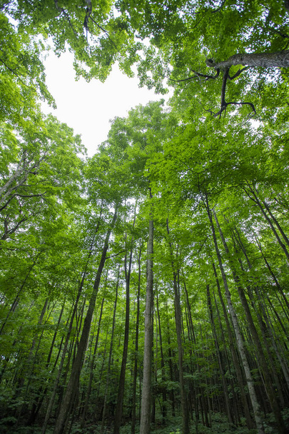 Paisagem de exuberante jovem floresta verde com árvores de ácer de açúcar no verão. Quebec, Canadá - Foto, Imagem