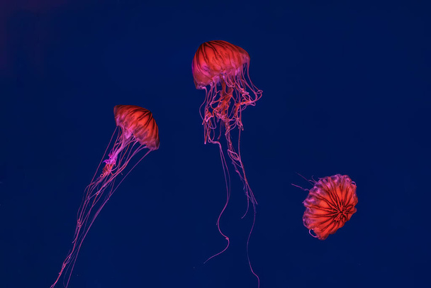 Medusas fluorescentes nadando en la piscina del acuario submarino con luz de neón roja. La ortiga japonesa chrysaora pacifica en agua azul, océano. Teriología, biodiversidad, vida submarina, organismo acuático - Foto, Imagen