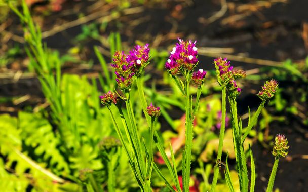 Limonium sinuatum, syn. wavyleaf sea lavender, statice, sea lavender, notch leaf marsh rosemary, sea pink, es una especie de planta mediterránea en la familia Plumbaginaceae conocida por sus flores de papel. - Foto, imagen