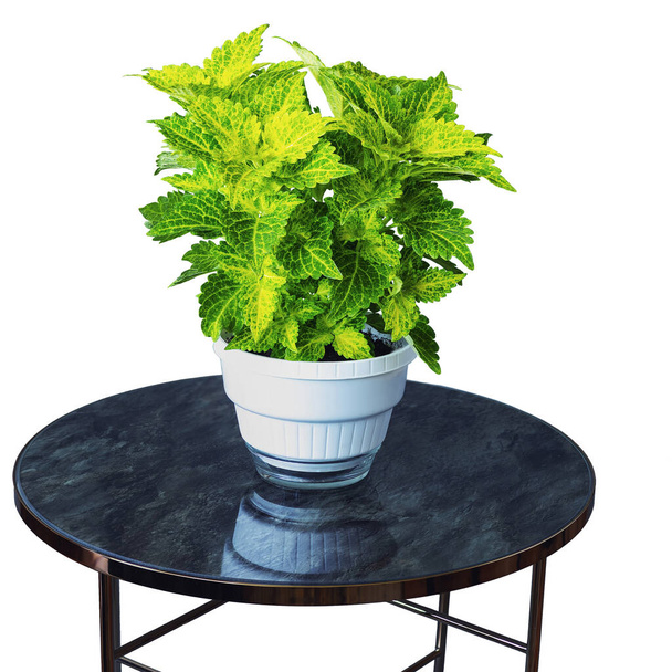 Decorative nettle with green leaves in pot on table on white background, isolated side view - Photo, Image