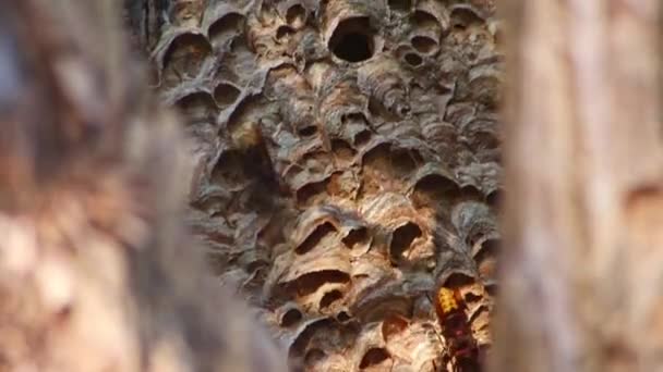 Euroopan hornetien pesä puolustaa hornetien pesien sisääntuloa hyökkääjiä vastaan ja ovat vaarallinen myrkyllinen tuholainen, joka rakentaa yhdyskuntaa, jossa on pistävät keltaiset takit puunrungoissa aggressiivisella hyökkäyksellä - Materiaali, video