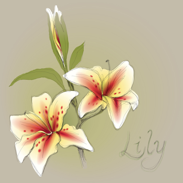 Flower Lily - Vector, Image