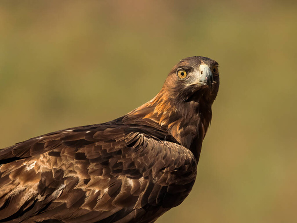 Águila real (Aquila chrysaetos)  - Foto, Imagen