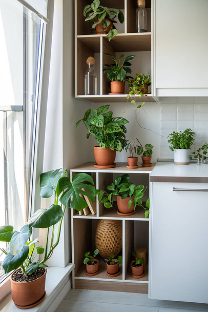Green plants scindapsus, monstera, pilea, epipremnum in pots on shelves. Home garden in flat. Gardening hobby, greenery, planting concept. Growing domestic flowers in modern interior near window. - Photo, Image