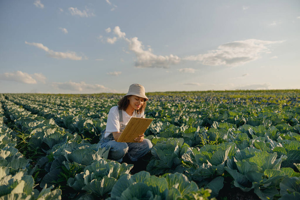 Γυναίκα αγρότισσα με στολή που δουλεύει σε χωράφι με λάχανα κατά τη συγκομιδή. Γεωργική δραστηριότητα - Φωτογραφία, εικόνα
