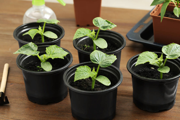Seedlings growing in plastic containers with soil on wooden table, closeup - Foto, immagini