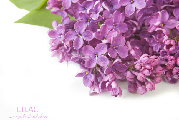Mazzo di fiori lilla isolato su sfondo bianco con testo campione
 - Foto, immagini