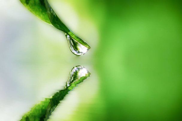 Падіння води на зеленому листі
 - Фото, зображення