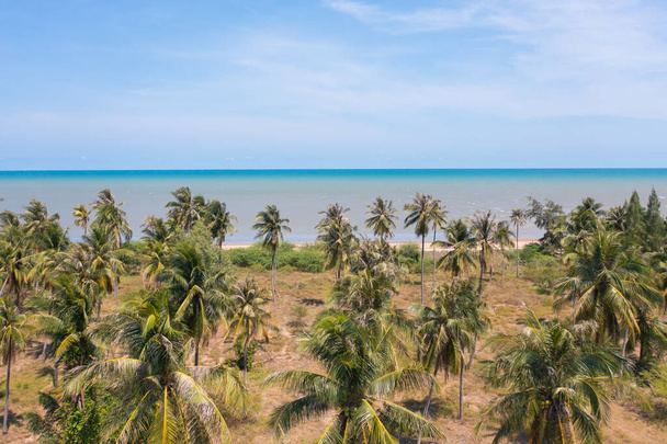 Vista aérea de cocoteros o palmeras con playa de mar. Naturaleza paisaje bosque fondo en agricultura granja concepto, Ratchaburi, Tailandia. Cultivos alimenticios. - Foto, imagen