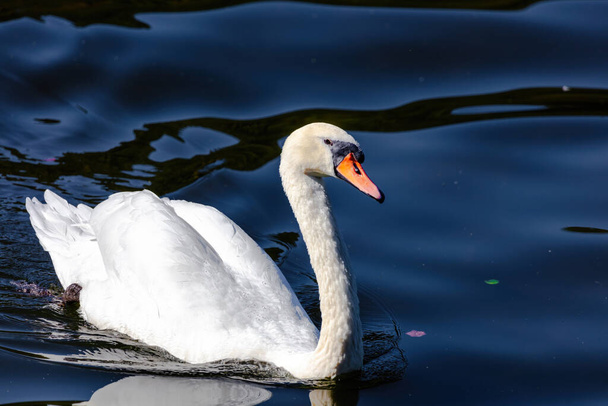 beautiful white swan floating on calm water lake - Valokuva, kuva