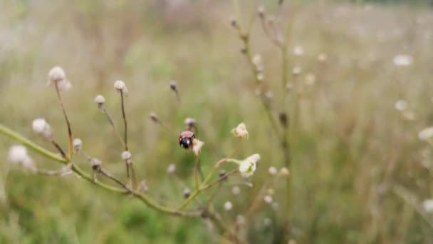 Katicabogár a természetes környezetben - Felvétel, videó