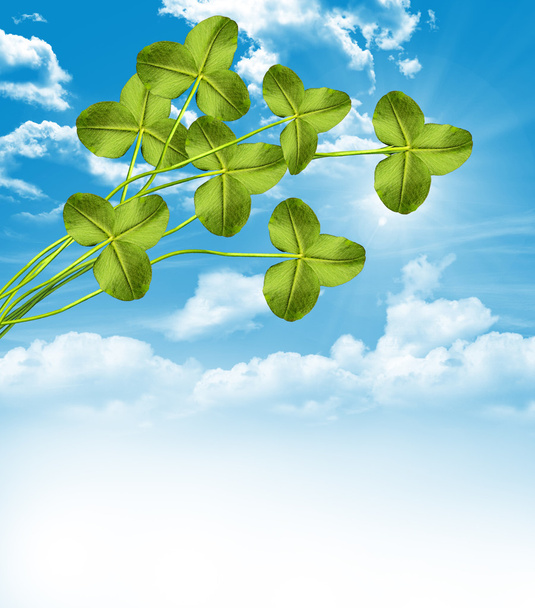 background of clover - Photo, Image