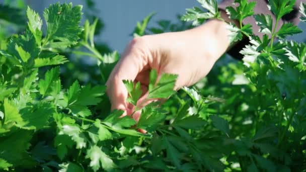 Harvesting parsley, home gardening and cultivation of greenery concept - Footage, Video