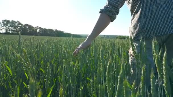 Kövesse felismerhetetlen fiatal mezőgazdasági termelő séta a gabona a mező és megható zöld búza füle nyári napon. Mezőgazdasági koncepció. Kék ég háttér. Hátsó vissza Nézd Close up lassú mozgás. - Felvétel, videó