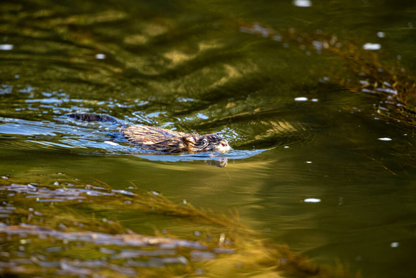 A Muskrat in the water - Photo, Image