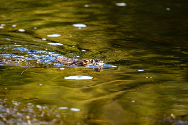 A Muskrat in the water - Photo, Image