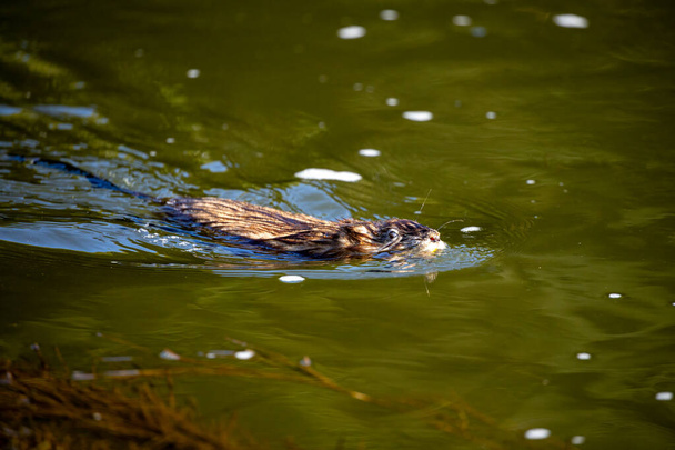Un rat musqué dans l'eau - Photo, image