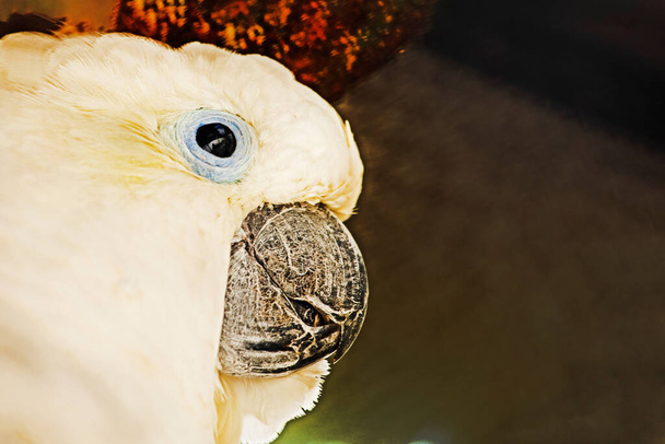 zbliżenie głowy białego kakadu na jasnym tle. Ochrona ptaków - Zdjęcie, obraz