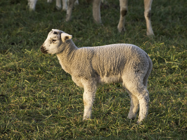 Овцы
 - Фото, изображение