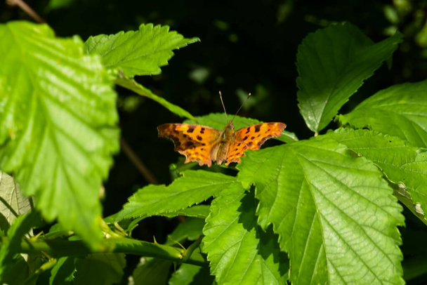 Beautiful butterfly in the Carpathian mountains of Ukraine - Photo, Image