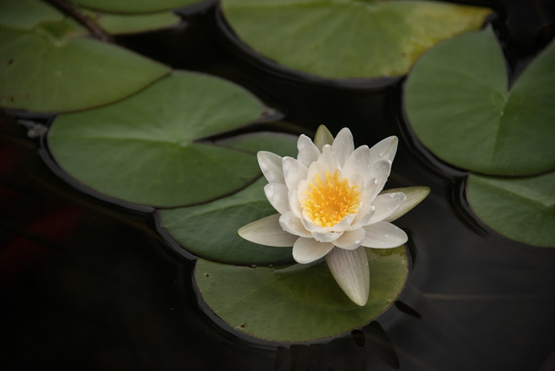 Flor de loto - Foto, imagen