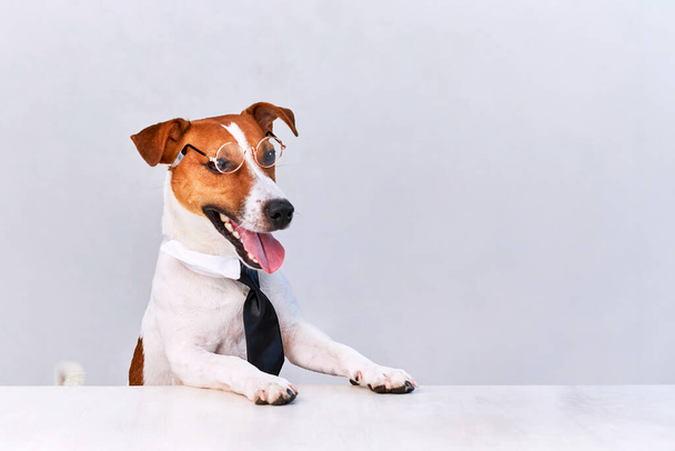 Jack russell terrier cane con occhiali e nero seduto alla scrivania cravatta su sfondo bianco. Copia spazio - Foto, immagini