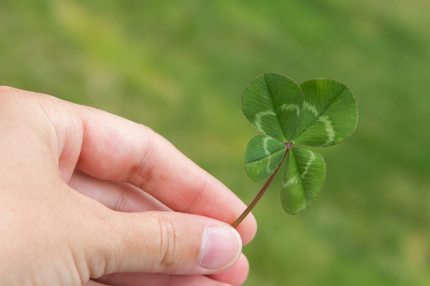Four-leaf clover in hand horizontal on a green - Photo, Image
