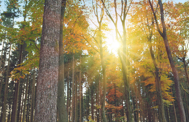 Красивый осенний лес с солнечными лучами. - Фото, изображение