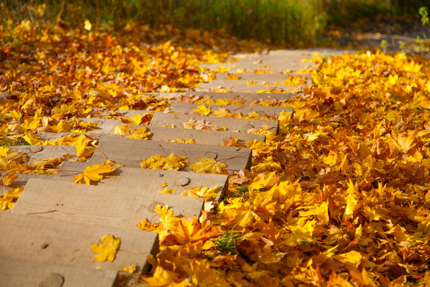 Золота осінь в парку. Листя дерева в яскравих кольорах - Фото, зображення