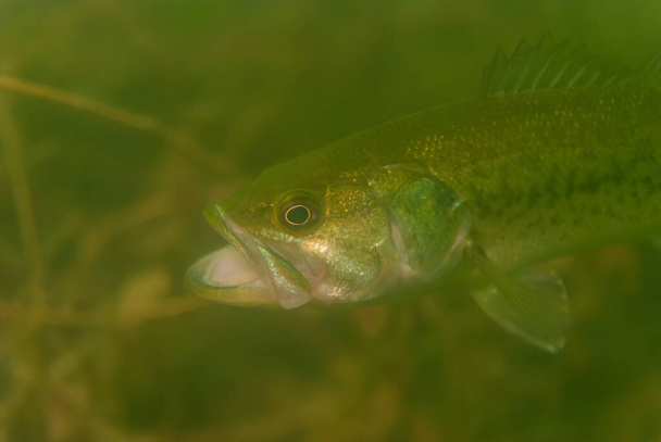 Largemouth bass Micropterus salmoides z dużym otwartym pyskiem. Wysokiej jakości zdjęcie - Zdjęcie, obraz