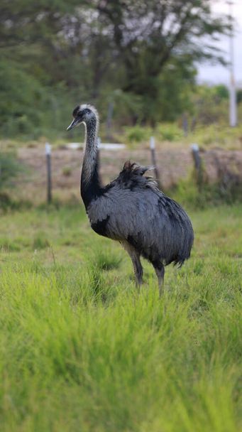 curaca, bahia, brazil - 17 de septiembre de 2023: ave avestruz - Struthio camelus - vista en una granja en la zona rural del municipio de Curaca, en las tierras bajas de Bahía. - Foto, imagen