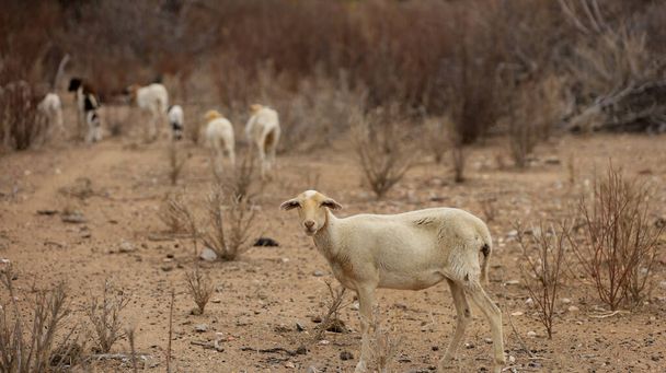 curaca, bahia, Brasil - 18 de septiembre de 2023: cría de ovejas en una región seca del noreste de Brasil. - Foto, imagen
