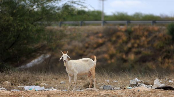 curaca, bahia, brazil - september 18, 2023: goat farming in a dry region of northeastern Brazil. - Photo, Image