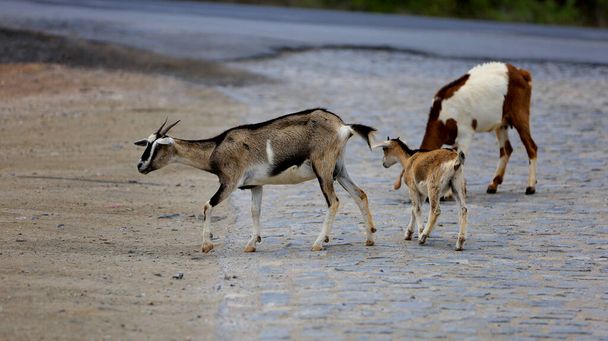 curaca, bahia, brazil - september 18, 2023: goat farming in a dry region of northeastern Brazil. - Photo, Image