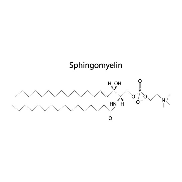 Struttura della biomolecola Sphingomyelin, diagramma della struttura scheletrica su fondo bianco. Illustrazione del vettore del diagramma scientifico. - Vettoriali, immagini