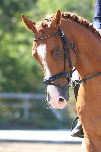 Fej portré egy sport ló természetes háttér. Lovagolni. Lovas sport háttér. Ló közelről díjlovaglás verseny ismeretlen lovas - Fotó, kép