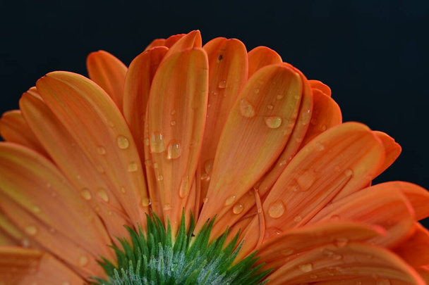 belle fleur de gerbera sur fond sombre, concept d'été, vue rapprochée - Photo, image