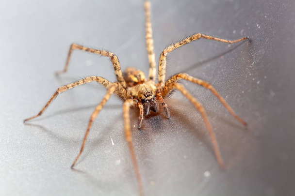 Macro foto de una araña de carbón, Tegenaria ferruginea - Foto, imagen
