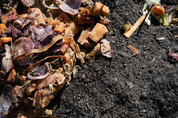 Bokashi komposzt hozzáadva a talajhoz a kerti ágyban. Előerjesztett élelmiszer-hulladék, amely tovább bomlik tápanyagban gazdag talajba szerves kertészkedésre. Fénykép Svédországban. - Fotó, kép