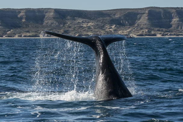 Sohutern pravý velrybí ocas lobbování, ohrožené druhy, Patagonia, Argentina - Fotografie, Obrázek