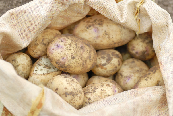 Sack voll frisch geernteter Bio-Kleingärtner-Kartoffeln. - Foto, Bild