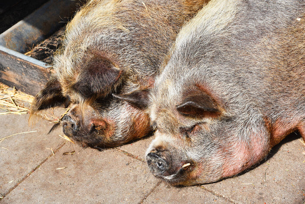 Broek op Langedijk, Netherlands. July 24, 2023.Two pigs are sleeping comfortably. High quality photo - Photo, Image