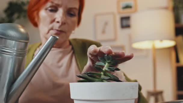 Focus op plant in bloempot goedaardige gedrenkt door senior vrouw met rood haar zitten aan tafel in gezellige kamer overdag - Video